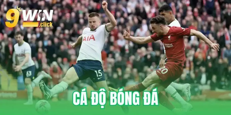 cá độ bóng đá